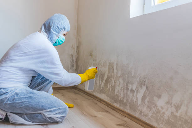 Best Mold Damage Restoration  in Lake Nacimiento, CA